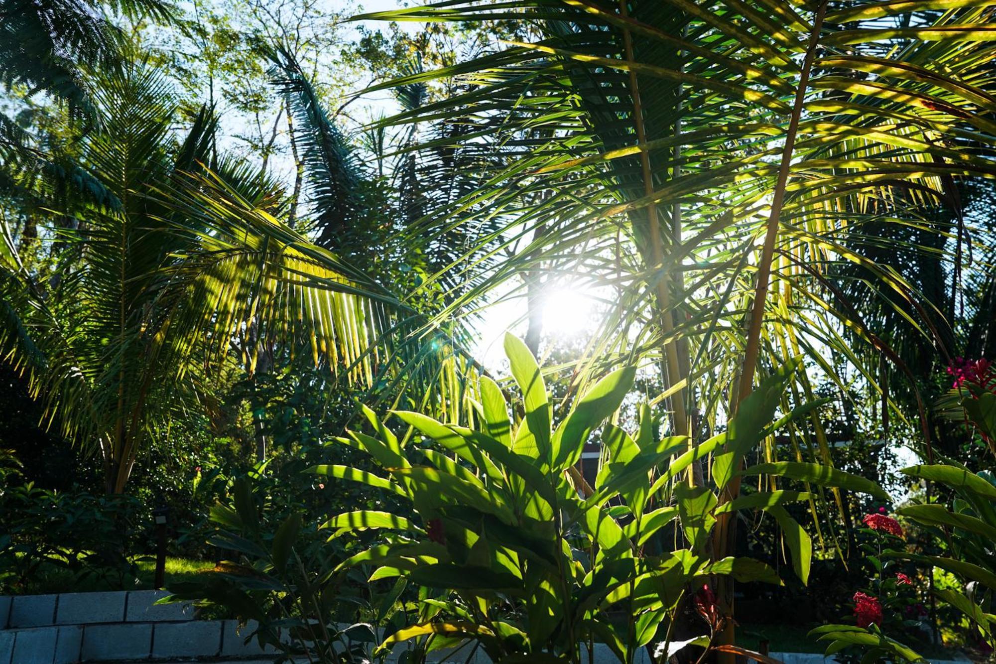 קאריו House In The Palm Forest מראה חיצוני תמונה