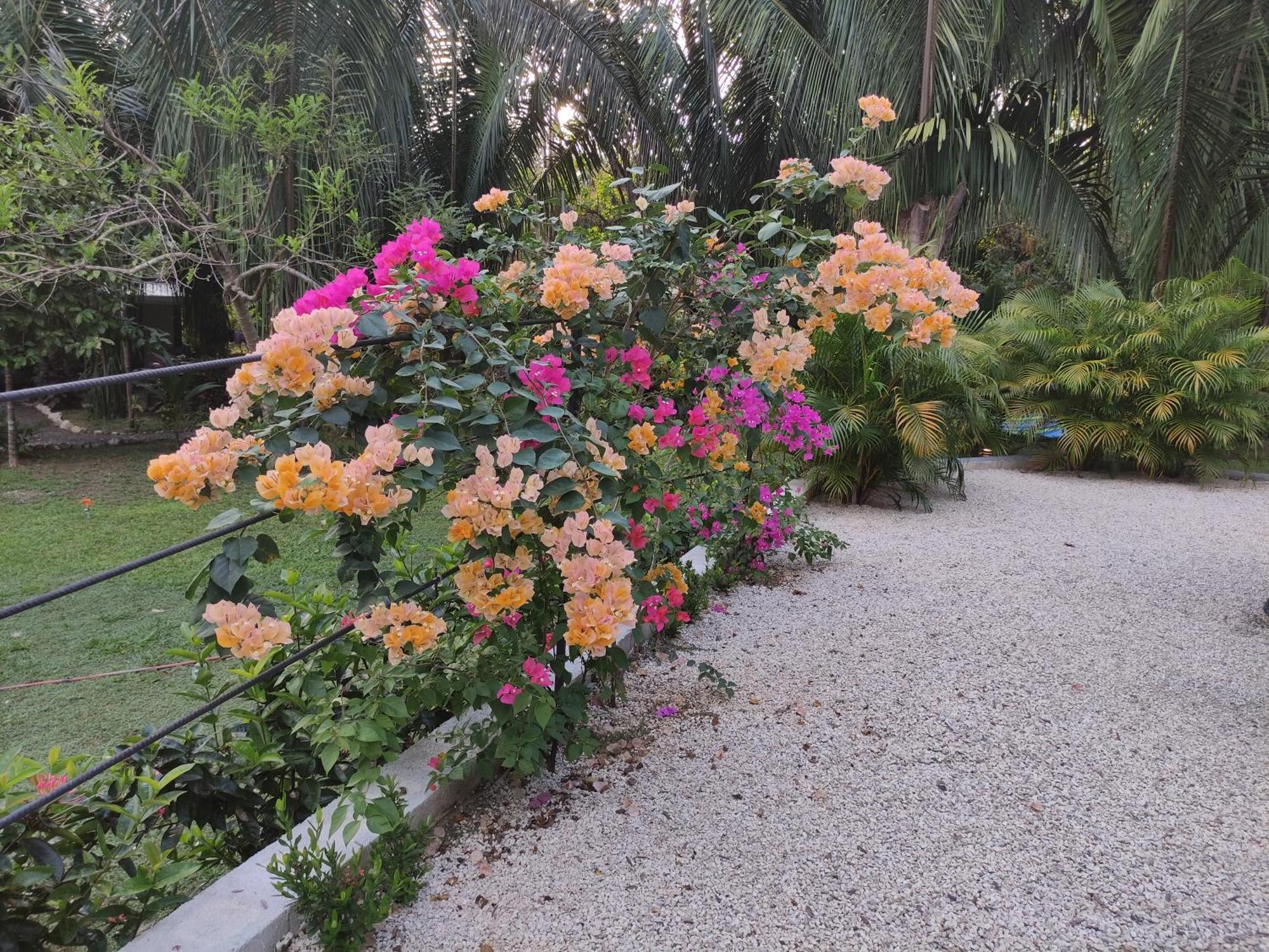 קאריו House In The Palm Forest מראה חיצוני תמונה